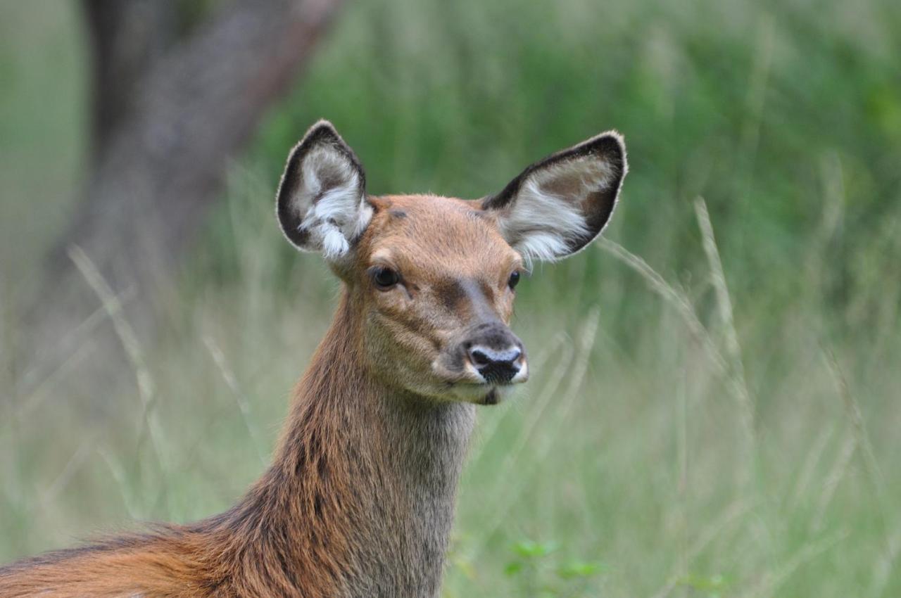 Vakantiehuis Vliegend Hert Veluwe นึนชเปท ภายนอก รูปภาพ