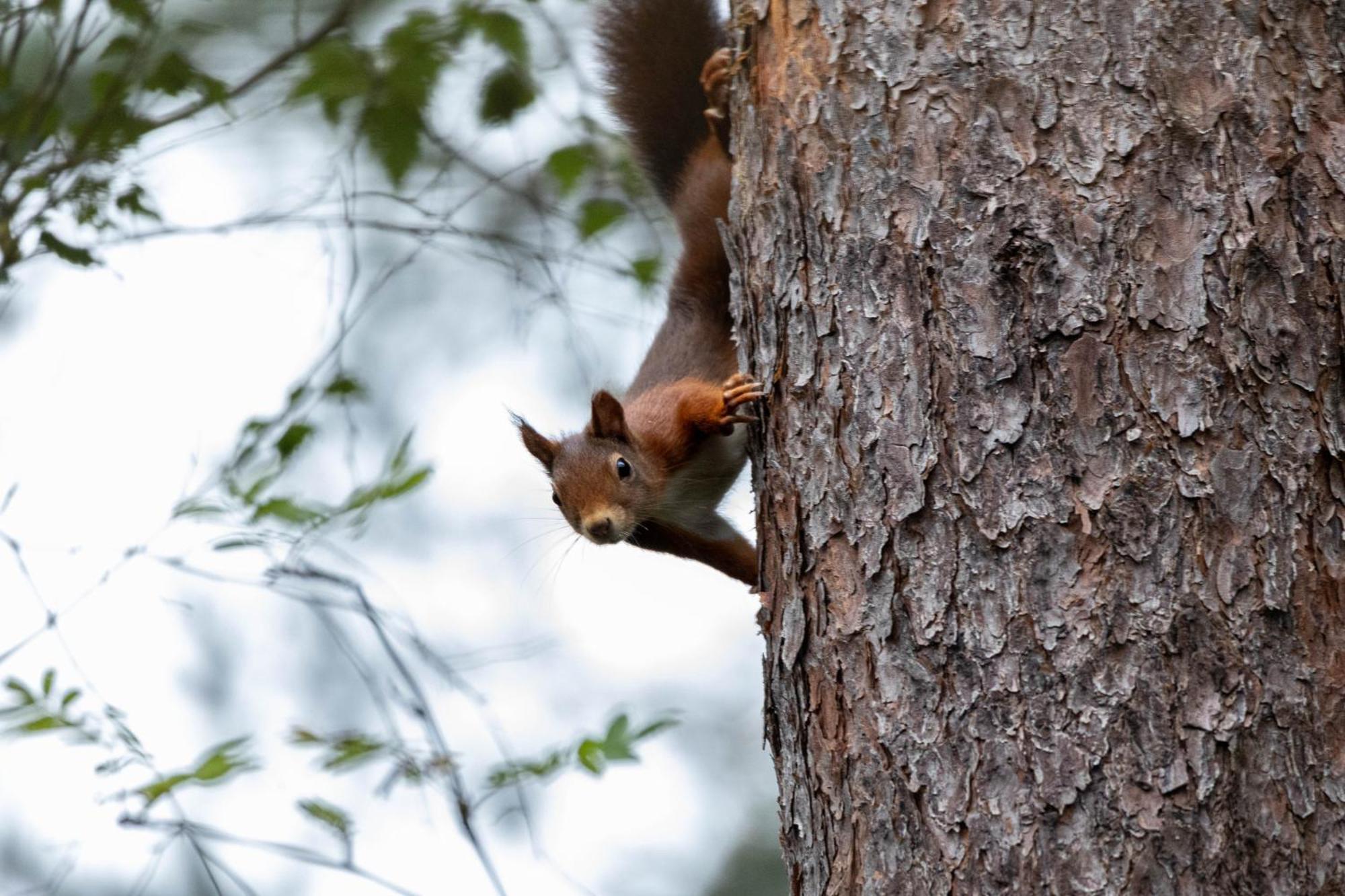 Vakantiehuis Vliegend Hert Veluwe นึนชเปท ภายนอก รูปภาพ