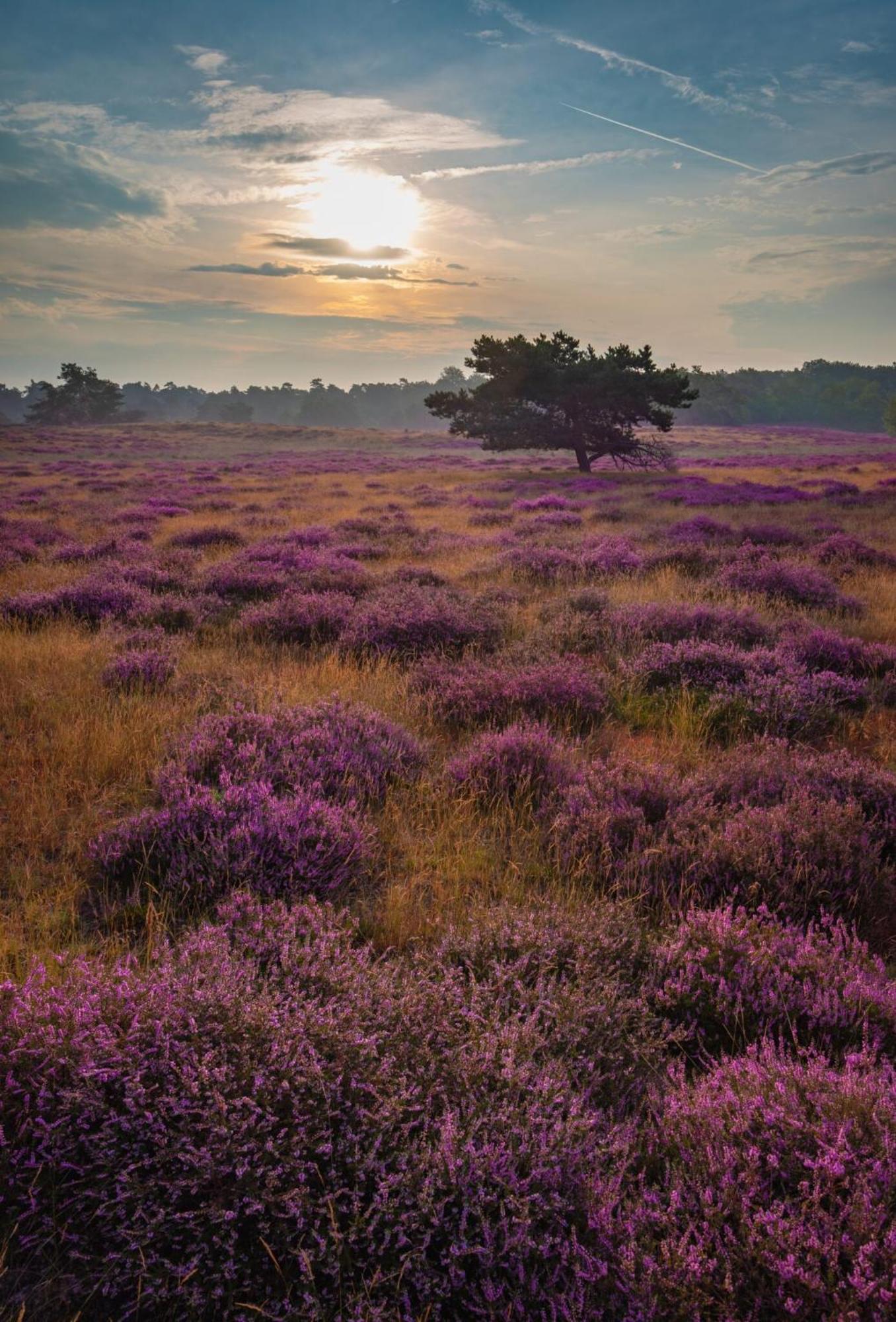 Vakantiehuis Vliegend Hert Veluwe นึนชเปท ภายนอก รูปภาพ